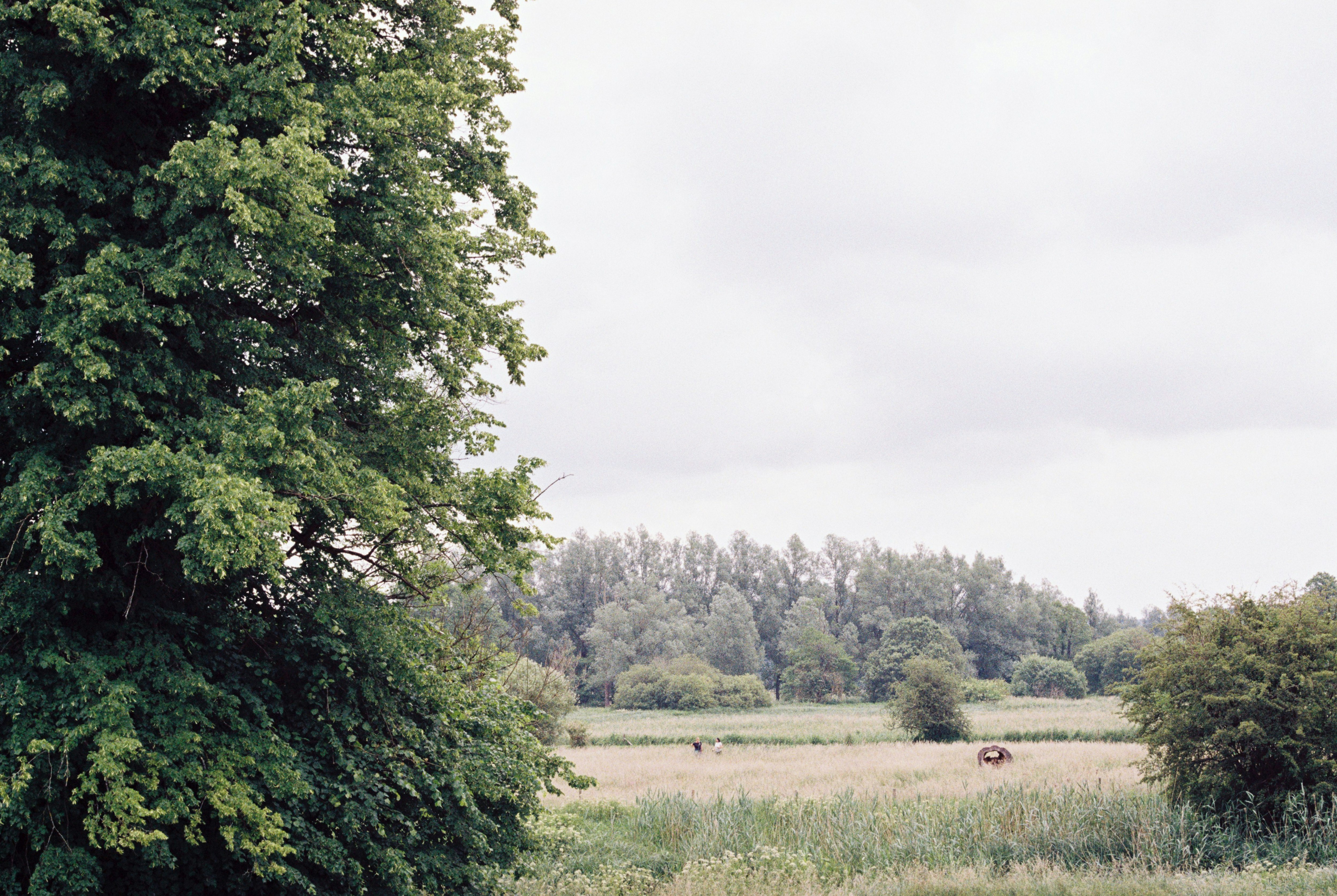 green grass field and green trees under white sky during daytime